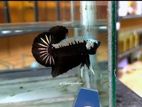 Betta Fish