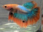 Betta fish