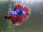 Betta Fish