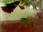 Betta fish