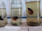 Betta Fish