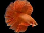 Betta Fish
