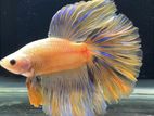 Betta Fish