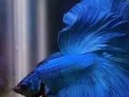 Betta Fish