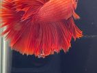 Betta Fish