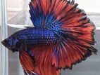 Betta Fish