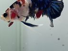 Betta Fish