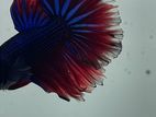 Betta Fish