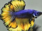 Betta Fish