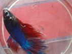 Betta Fish