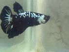 Betta Fish