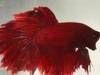 Betta Fish