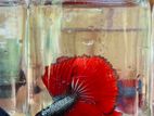 betta fish