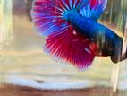 betta fish