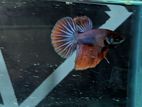 Betta Fish