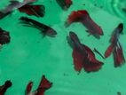Betta Fish