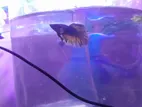 Fighter Fish