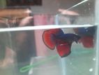 betta fish male