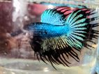 Betta Fish