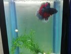 Betta Fish with Tank