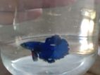 Betta Fish