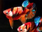 Betta Fish