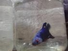 Betta Fish