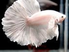 Betta Fishes