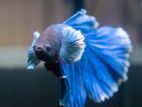 Betta Fishes