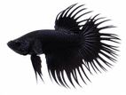 Betta Fishes