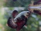 Betta Fish