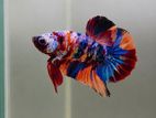 Betta Fish