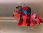 Betta Nemo Fighters
