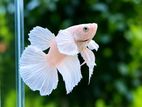 Betta (Platinum)
