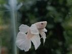 Betta (Platinum)