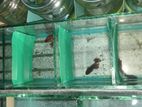 Betta Fishes