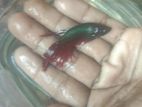 Bettas