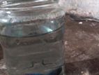 Betta Fish
