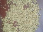 Paddy Seeds