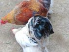 Brahma Chicken
