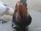 Bhama Rooster