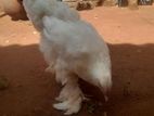 Bharama Chicken