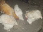 Bharma Chikcens