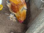 Brahma Chicken