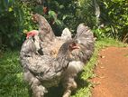 Brahma Rooster
