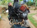 Bharma Chicken