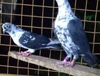 Timing Pigeons