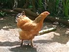 Bhrma Hen with Cock