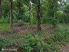 බිබිල ප්රශේයෙන් වටිනා ඉඩමක් වහාම විකිණීමට