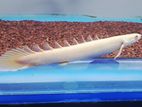 bicher fish senagle platinum 22cm